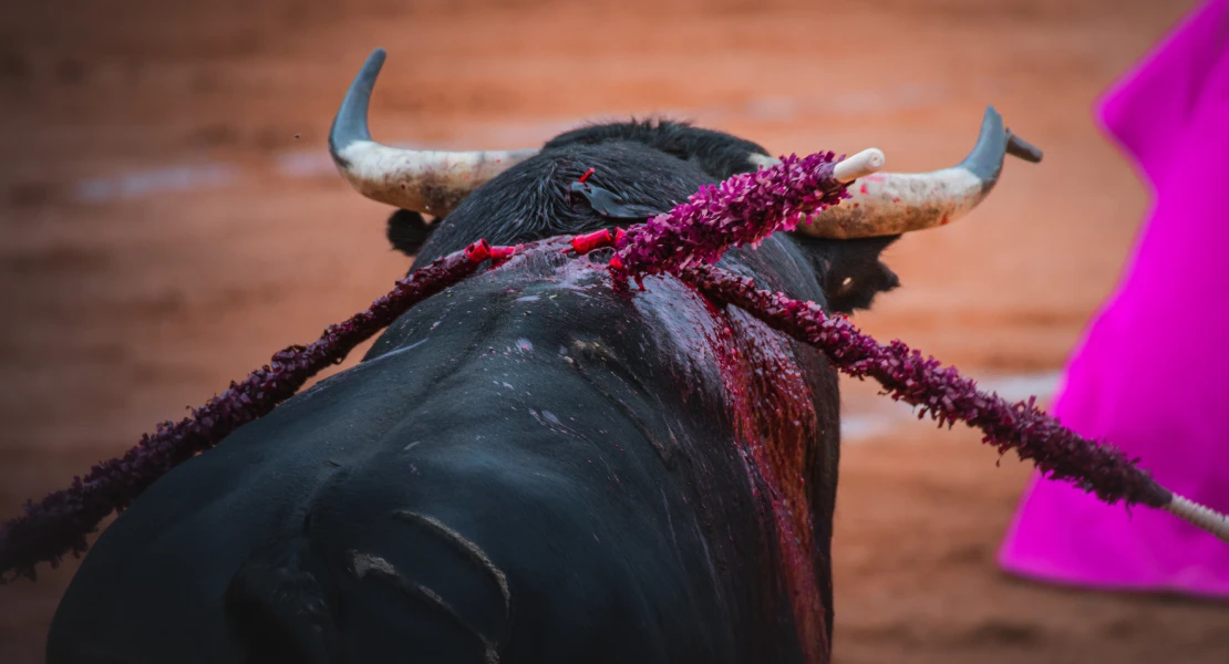 Exigen a las candidaturas proteger a la infancia frente a actividades taurinas en Extremadura Exigen a las candidaturas proteger a la infancia frente a actividades taurinas en Extremadura