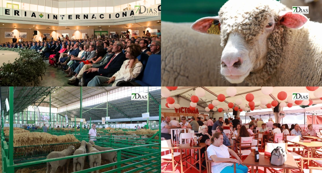 Zafra en el punto de mira nacional gracias a su Feria Internacional Ganadera