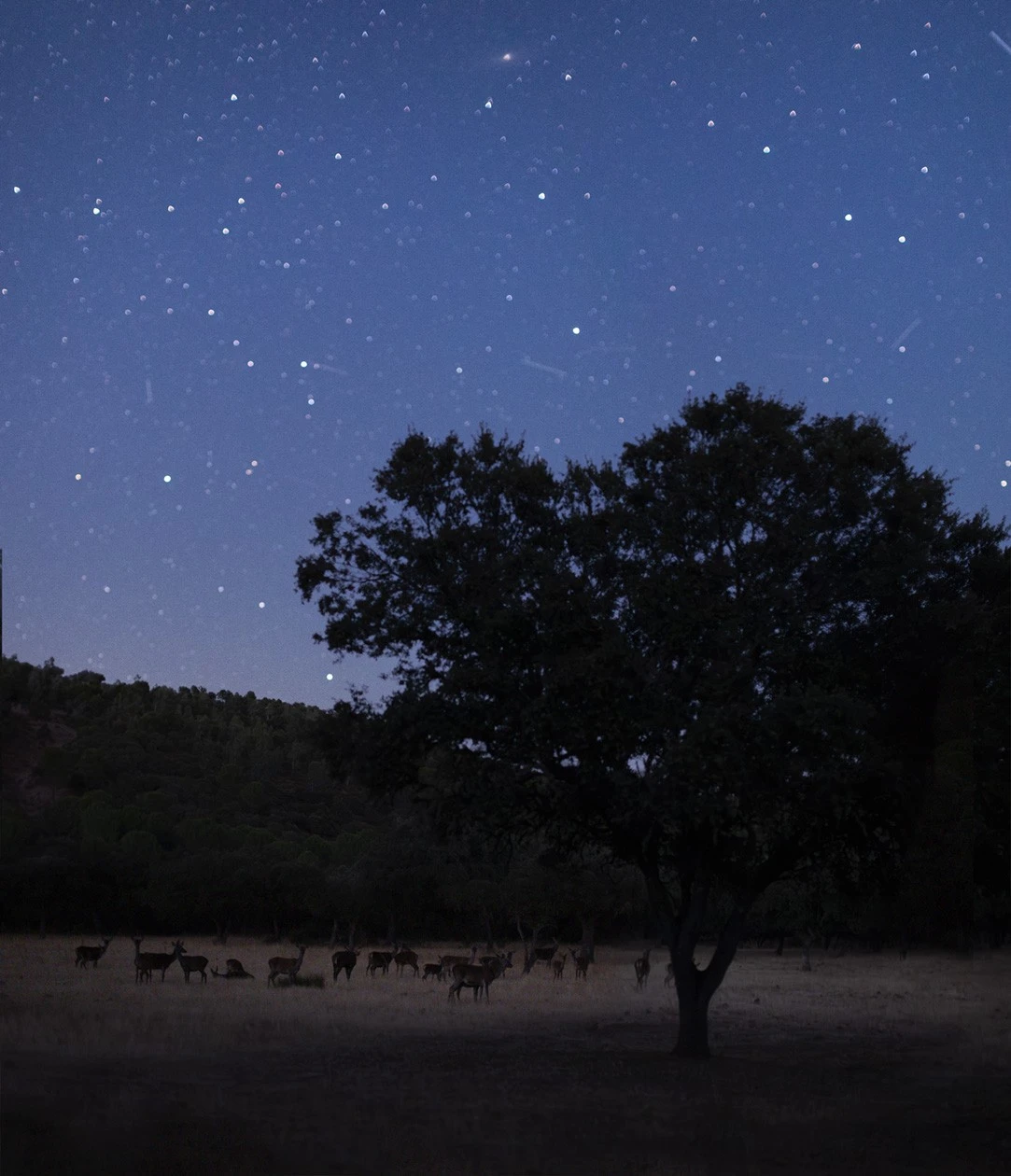 La Reserva de la Biosfera de La Siberia obtiene la certificación de ‘Destino Turístico Starlight’
