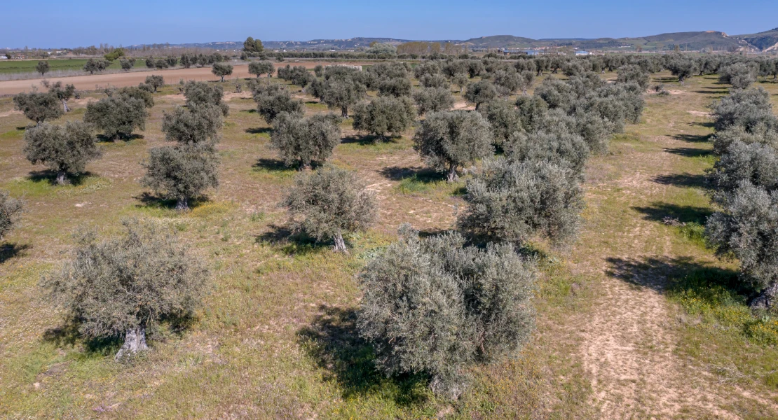Alertan de la situación en los olivares extremeños: "Vendemos más aceite del que producimos"
