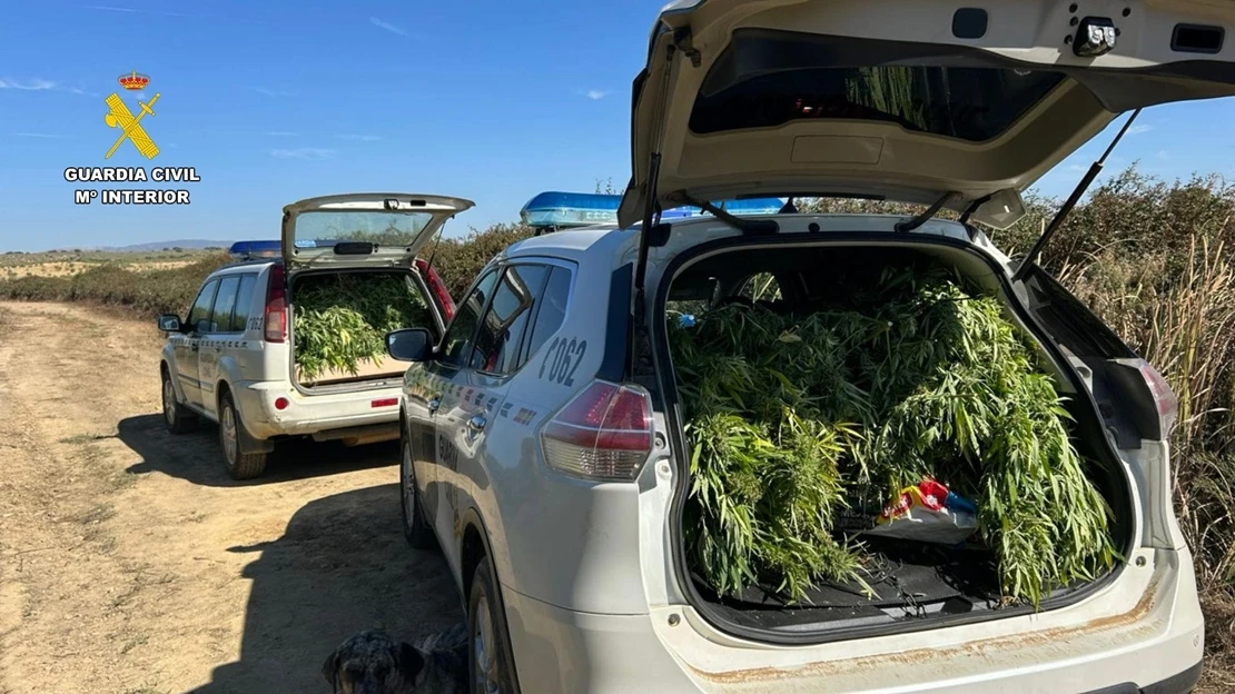 Investigado por cultivar marihuana en una finca ganadera de Cáceres