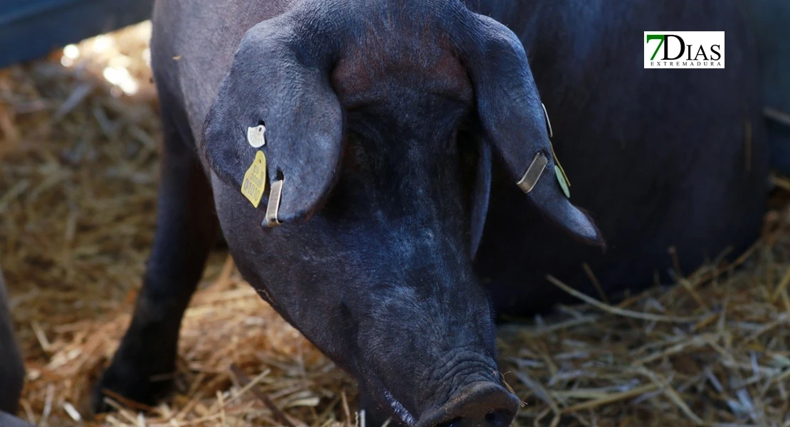 Zafra en el punto de mira nacional gracias a su Feria Internacional Ganadera
