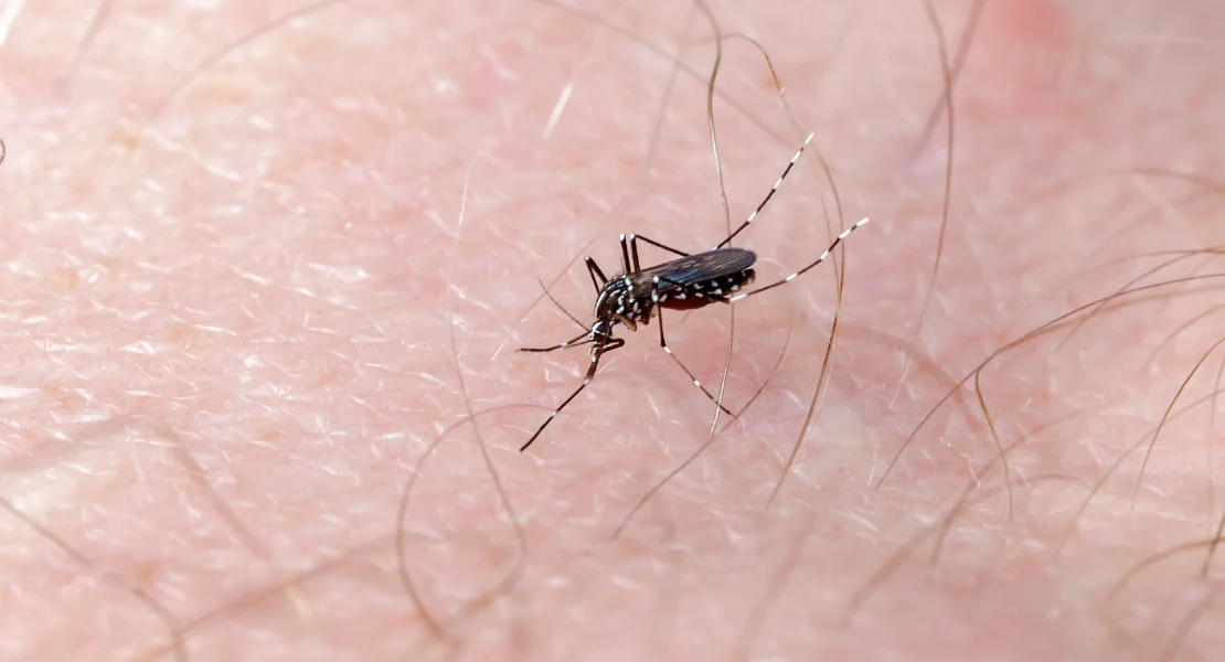Se confirma otro caso de fiebre del Nilo en Extremadura: qué hacer para evitarlo