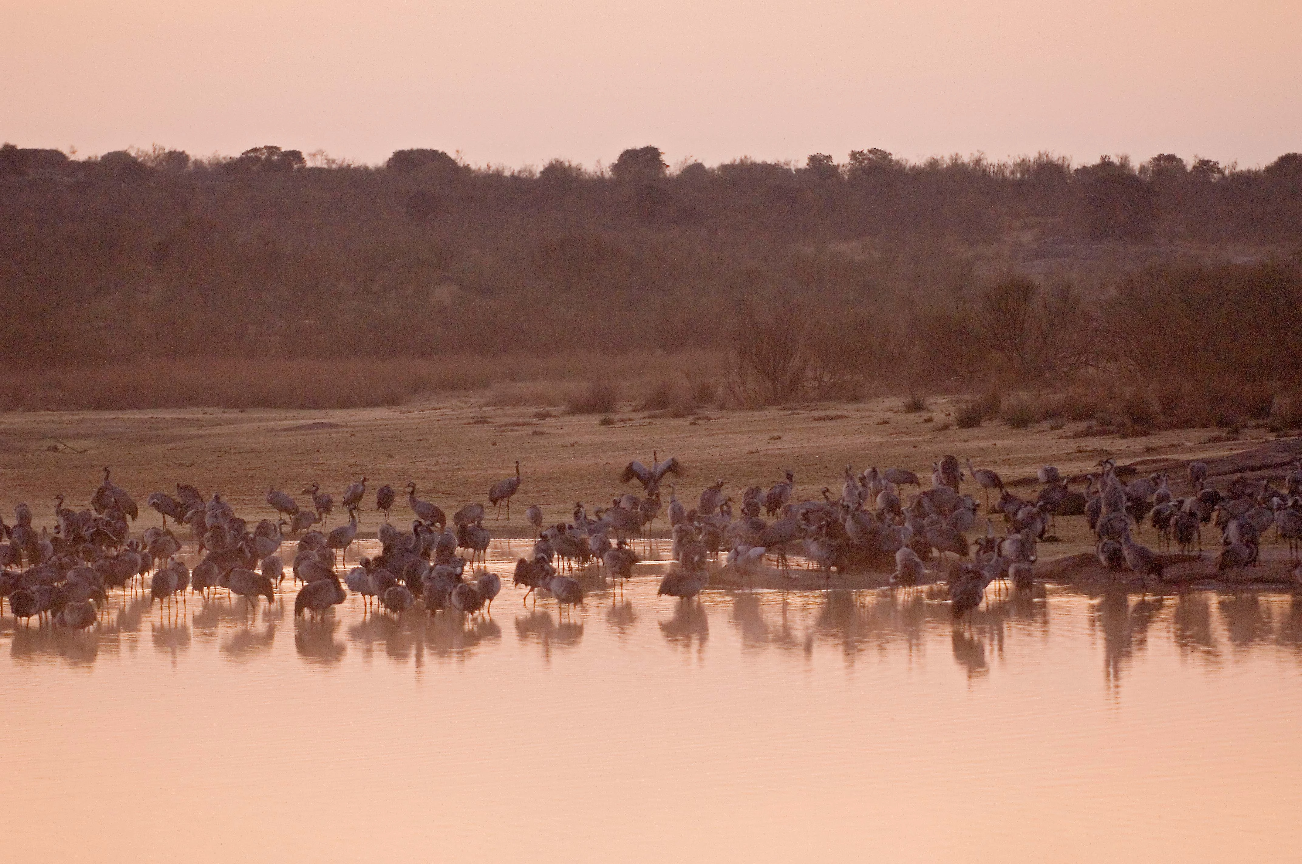 FONDENEX denuncia que las obras de la CHG amenazan el principal dormidero de grullas de Extremadura