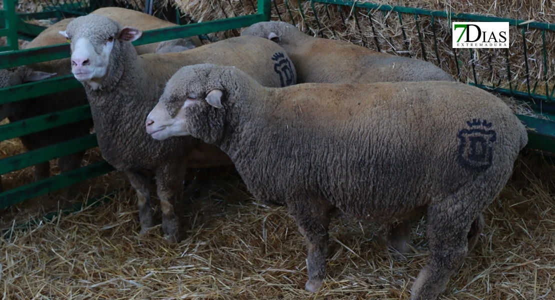 Zafra en el punto de mira nacional gracias a su Feria Internacional Ganadera
