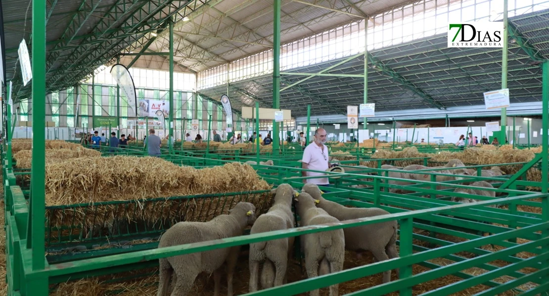 Zafra en el punto de mira nacional gracias a su Feria Internacional Ganadera