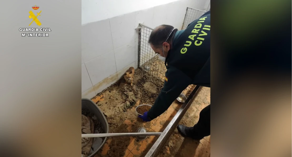 Hallan 250 animales muertos y 171 en condiciones extremas en un criadero clandestino