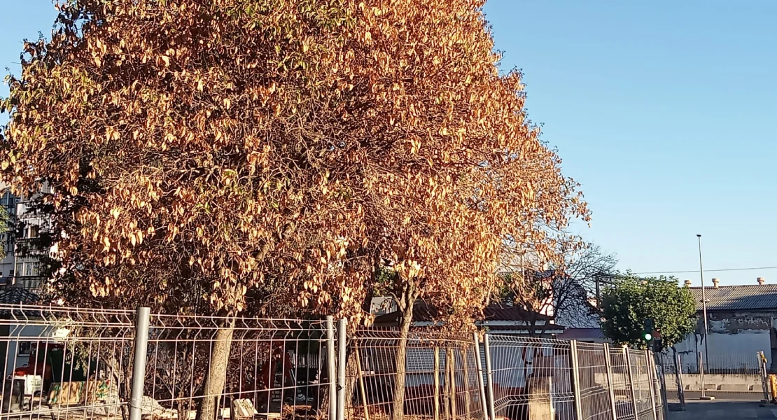Tras la polémica por la tala de árboles en Mérida se secan los nuevos: "Los disparates no cesan"