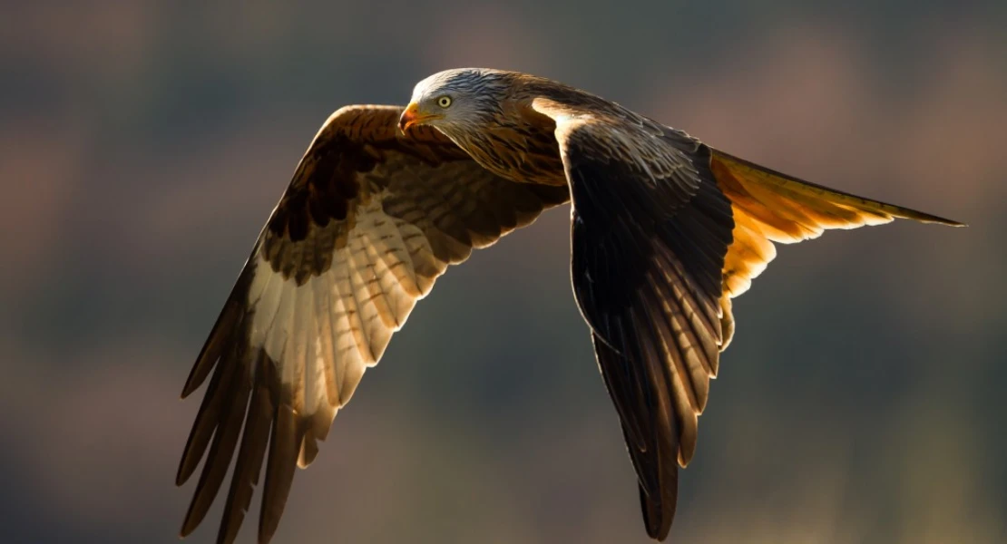 Cinco aves migratorias que llegan este otoño
