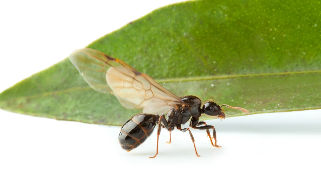El otoño llega por fin a Extremadura inundando las calles de hormigas voladoras El otoño llega por fin a Extremadura inundando las calles de hormigas voladoras