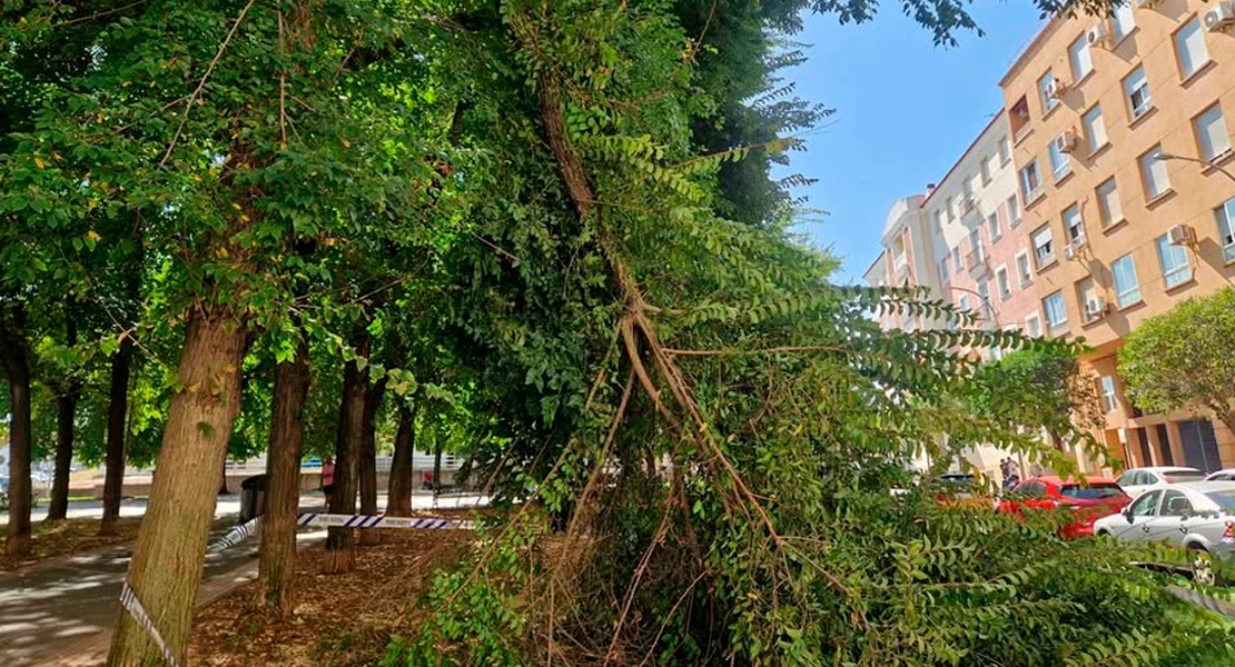 Alertan del riesgo por árboles sin podar en el barrio de San Roque