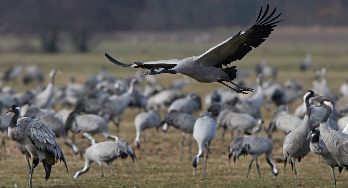 Advierten de la llegada de grullas con gripe aviar a Extremadura