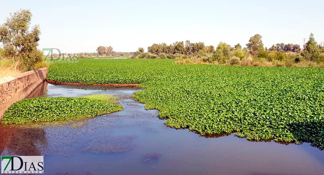 Comienzan las obras para eliminar el nenúfar mexicano del Guadiana en Badajoz Comienzan las obras para eliminar el nenúfar mexicano del Guadiana en Badajoz