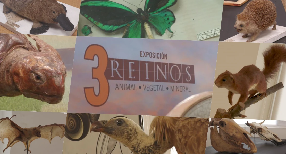 '3 Reinos: animal, vegetal y mineral': una exposición repleta "de curiosidades"