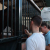 Zafra en el punto de mira nacional gracias a su Feria Internacional Ganadera
