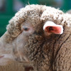 Zafra en el punto de mira nacional gracias a su Feria Internacional Ganadera