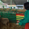 Zafra en el punto de mira nacional gracias a su Feria Internacional Ganadera