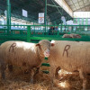 Zafra en el punto de mira nacional gracias a su Feria Internacional Ganadera