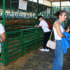 Zafra en el punto de mira nacional gracias a su Feria Internacional Ganadera