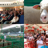 Zafra en el punto de mira nacional gracias a su Feria Internacional Ganadera