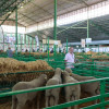 Zafra en el punto de mira nacional gracias a su Feria Internacional Ganadera
