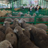 Zafra en el punto de mira nacional gracias a su Feria Internacional Ganadera