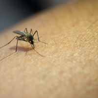 El SES confirma un nuevo fallecido por la fiebre del Nilo
