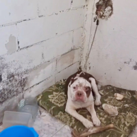 Rescatan a un perro maltratado en un pueblo extremeño: el dueño es un joven de 20 años Rescatan a un perro maltratado en un pueblo extremeño: el dueño es un joven de 20 años