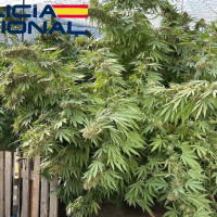 Detenido por tráfico de drogas en Villanueva de la Serena (BA)