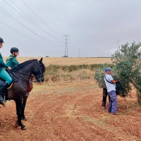 Así actuará la Guardia Civil contra la sustracción de aceitunas en Extremadura Así actuará la Guardia Civil contra la sustracción de aceitunas en Extremadura