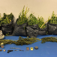 Un fuerte olor a marihuana lleva a la Policía a descubrir una plantación en Mérida