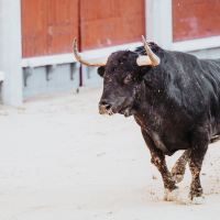 Indignación de PACMA con el Gobierno: “Sin los animales en su agenda, no habrá avances en su defensa”