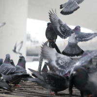 Acusan al Ayuntamiento de Mérida de ocultar un informe del SES sobre la plaga de palomas