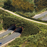 Carreteras seguras también para ellos: la DGT trabaja para proteger a la fauna