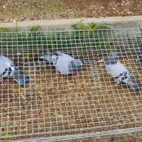 Ribera del Fresno recurre a los cazadores para acabar con la sobrepoblación de palomas