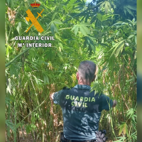 Localizan una plantación de marihuana con plantas de grandes dimensiones en Extremadura
