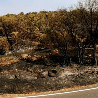Ecologistas: "Aprovechar la madera en los incendios en Extremadura sería un atentado ecológico”