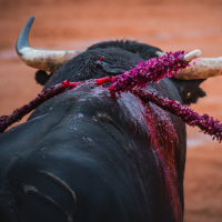 Exigen a las candidaturas proteger a la infancia frente a actividades taurinas en Extremadura Exigen a las candidaturas proteger a la infancia frente a actividades taurinas en Extremadura