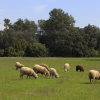 Ayudas para ganaderos que apuesten por las razas autóctonas en Extremadura