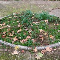 El PSOE celebra la renovación del parque de Valdepasillas: "Ya era hora"