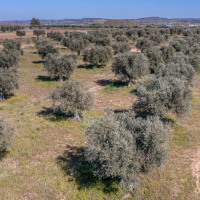 Alertan de la situación en los olivares extremeños: "Vendemos más aceite del que producimos"