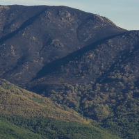 El proyecto de la Junta tras el incendio de Jarilla "puede ser peor que el propio incendio"