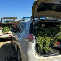 Investigado por cultivar marihuana en una finca ganadera de Cáceres