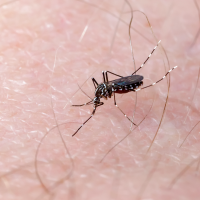 Confirman otro caso de fiebre del Nilo en Extremadura: qué hacer para evitarlo