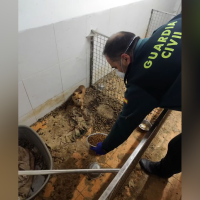 Hallan 250 animales muertos y 171 en condiciones extremas en un criadero clandestino