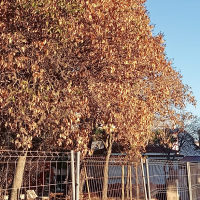 Tras la polémica por la tala de árboles en Mérida se secan los nuevos: "Los disparates no cesan"