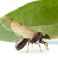 El otoño llega por fin a Extremadura inundando las calles de hormigas voladoras