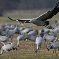 Advierten de la llegada de grullas con gripe aviar a Extremadura