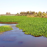 Comienzan las obras para eliminar el nenúfar mexicano del Guadiana en Badajoz Comienzan las obras para eliminar el nenúfar mexicano del Guadiana en Badajoz