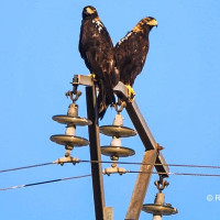 “La expansión de las energías renovables amenaza el hábitat del águila imperial ibérica”